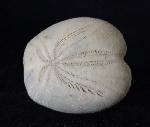 Heteraster oblongus (BRONGNIART 1821) - Bild © FossNet FossilienStore